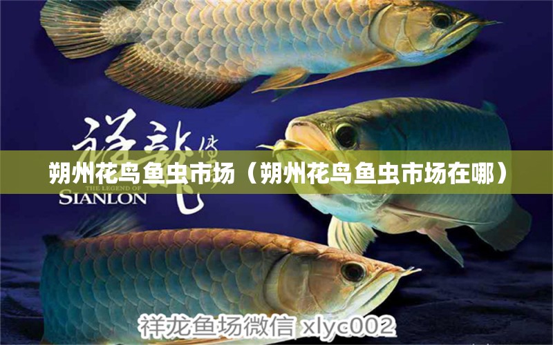 朔州花鳥(niǎo)魚(yú)蟲(chóng)市場(chǎng)（朔州花鳥(niǎo)魚(yú)蟲(chóng)市場(chǎng)在哪）