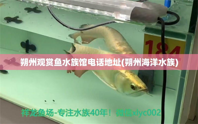 朔州觀賞魚水族館電話地址(朔州海洋水族) 泰國(guó)虎魚（泰虎）