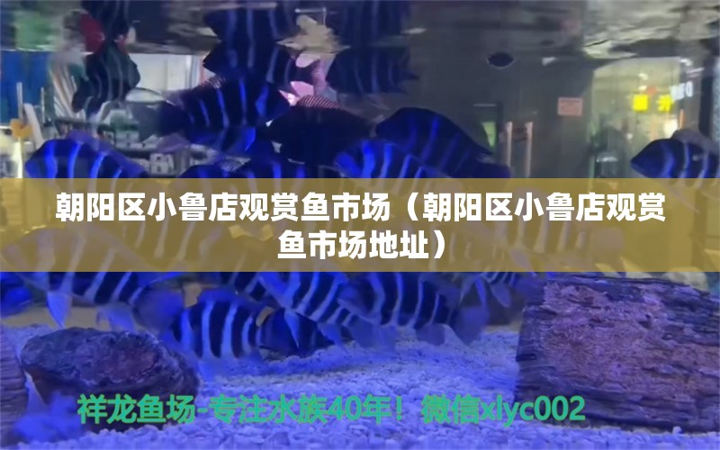 朝陽區(qū)小魯?shù)暧^賞魚市場（朝陽區(qū)小魯?shù)暧^賞魚市場地址）