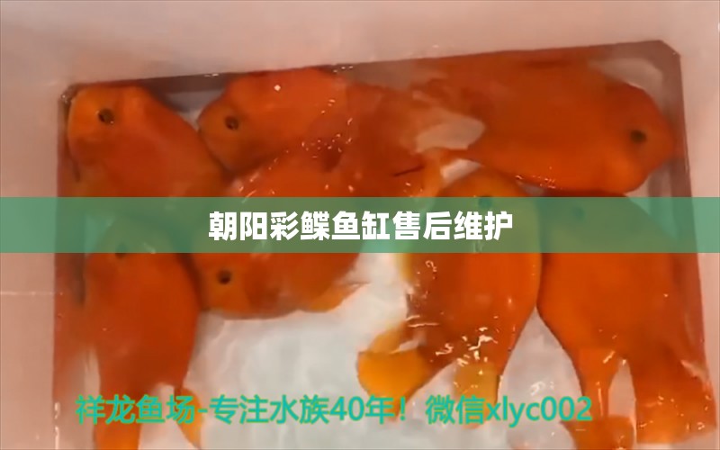 朝陽(yáng)彩鰈魚(yú)缸售后維護(hù) 彩鰈魚(yú)缸（彩蝶魚(yú)缸）