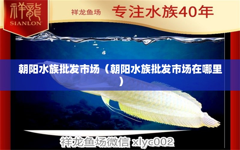 朝陽水族批發(fā)市場（朝陽水族批發(fā)市場在哪里） 觀賞魚水族批發(fā)市場