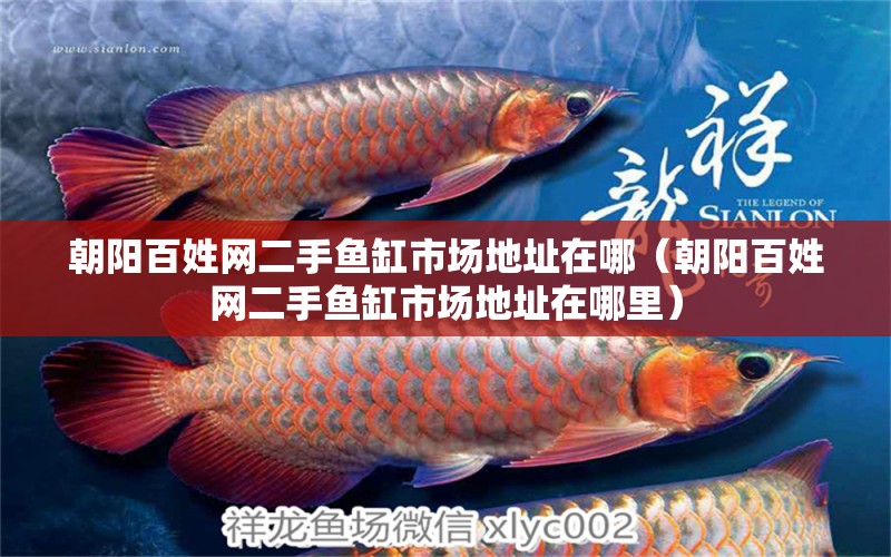 朝陽百姓網(wǎng)二手魚缸市場地址在哪（朝陽百姓網(wǎng)二手魚缸市場地址在哪里） 觀賞魚市場（混養(yǎng)魚）