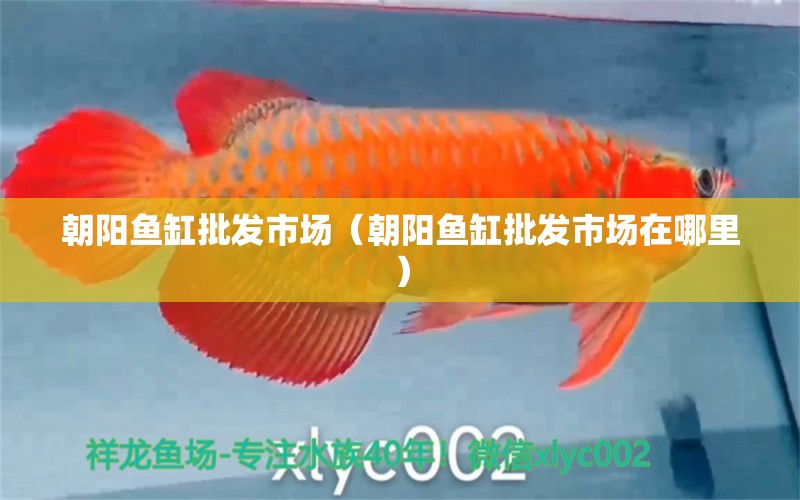 朝陽(yáng)魚(yú)缸批發(fā)市場(chǎng)（朝陽(yáng)魚(yú)缸批發(fā)市場(chǎng)在哪里）