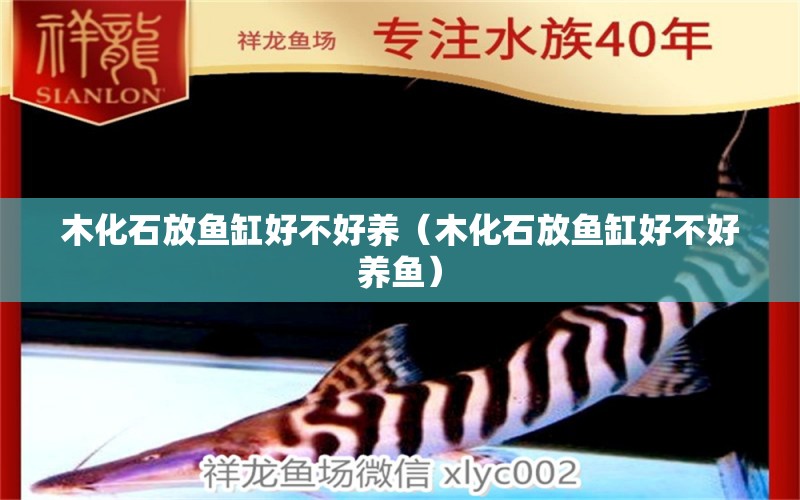 木化石放魚缸好不好養(yǎng)（木化石放魚缸好不好養(yǎng)魚） 其他品牌魚缸