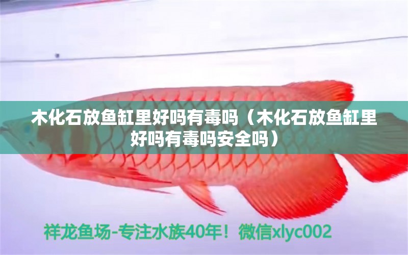 木化石放魚(yú)缸里好嗎有毒嗎（木化石放魚(yú)缸里好嗎有毒嗎安全嗎）