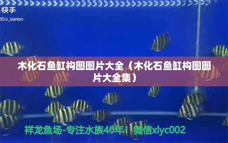 木化石魚缸構(gòu)圖圖片大全（木化石魚缸構(gòu)圖圖片大全集） 其他品牌魚缸