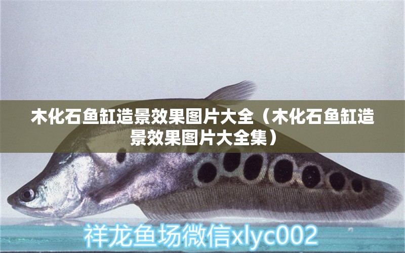 木化石魚缸造景效果圖片大全（木化石魚缸造景效果圖片大全集） 其他品牌魚缸