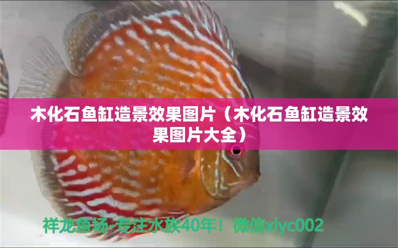 木化石魚(yú)缸造景效果圖片（木化石魚(yú)缸造景效果圖片大全）