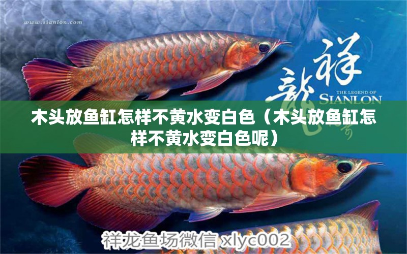 木頭放魚(yú)缸怎樣不黃水變白色（木頭放魚(yú)缸怎樣不黃水變白色呢）