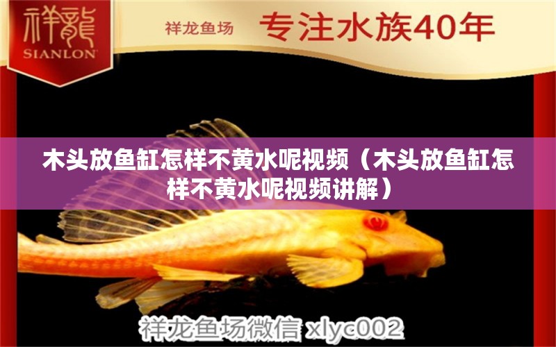 木頭放魚(yú)缸怎樣不黃水呢視頻（木頭放魚(yú)缸怎樣不黃水呢視頻講解）