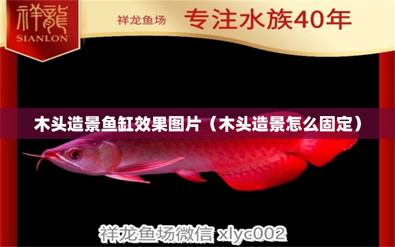 木頭造景魚缸效果圖片（木頭造景怎么固定） 赤焰中國虎魚