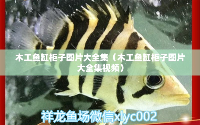 木工魚缸柜子圖片大全集（木工魚缸柜子圖片大全集視頻）