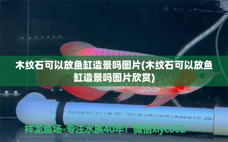 木紋石可以放魚缸造景嗎圖片(木紋石可以放魚缸造景嗎圖片欣賞)