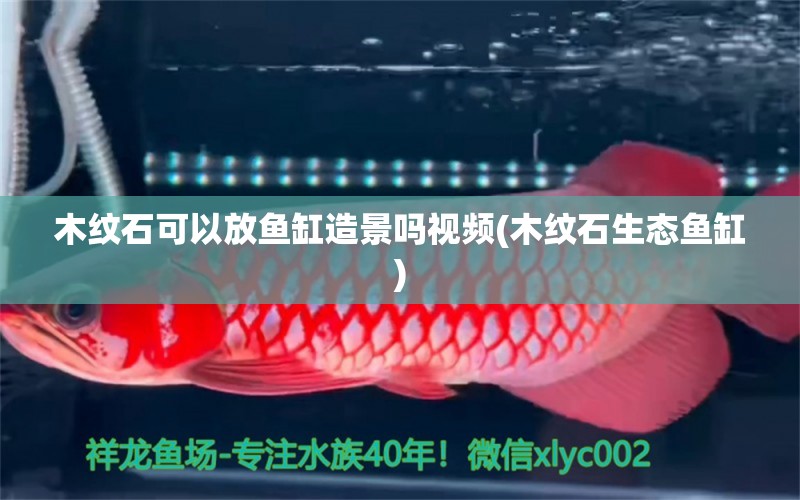 木紋石可以放魚缸造景嗎視頻(木紋石生態(tài)魚缸)