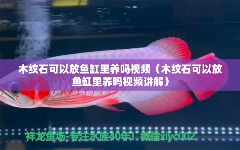 木紋石可以放魚缸里養(yǎng)嗎視頻（木紋石可以放魚缸里養(yǎng)嗎視頻講解） 其他品牌魚缸