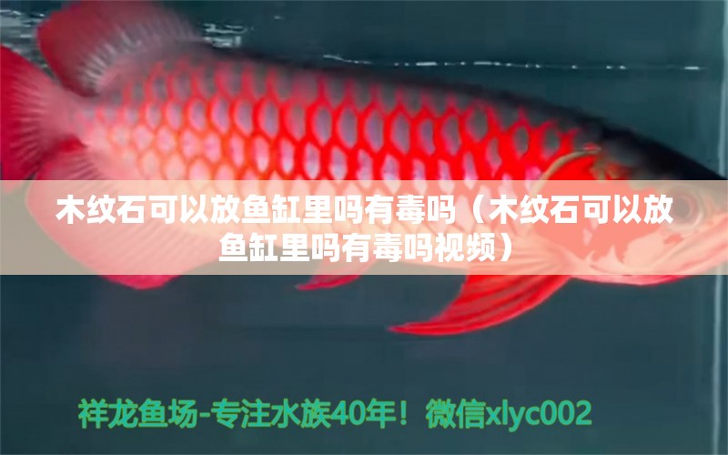 木紋石可以放魚(yú)缸里嗎有毒嗎（木紋石可以放魚(yú)缸里嗎有毒嗎視頻）