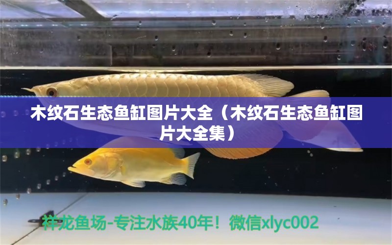 木紋石生態(tài)魚缸圖片大全（木紋石生態(tài)魚缸圖片大全集） 其他品牌魚缸