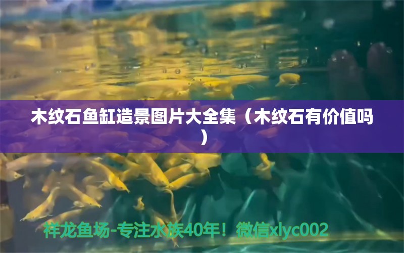 木紋石魚缸造景圖片大全集（木紋石有價值嗎） 野生地圖魚