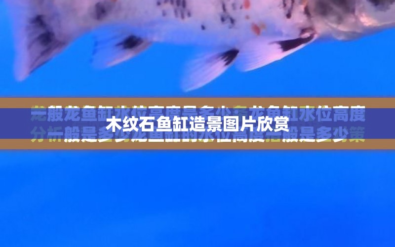 木紋石魚缸造景圖片欣賞 水族問答 第1張