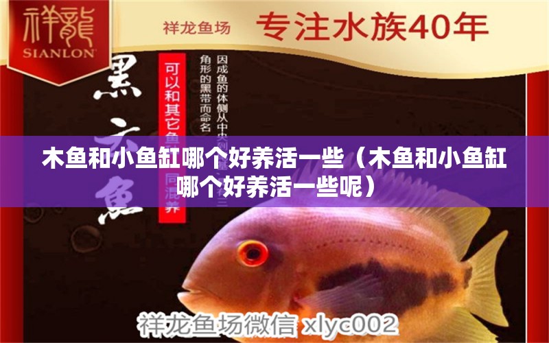 木魚(yú)和小魚(yú)缸哪個(gè)好養(yǎng)活一些（木魚(yú)和小魚(yú)缸哪個(gè)好養(yǎng)活一些呢） 其他品牌魚(yú)缸