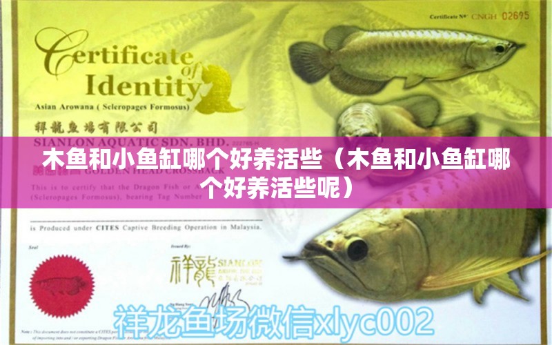 木魚(yú)和小魚(yú)缸哪個(gè)好養(yǎng)活些（木魚(yú)和小魚(yú)缸哪個(gè)好養(yǎng)活些呢）