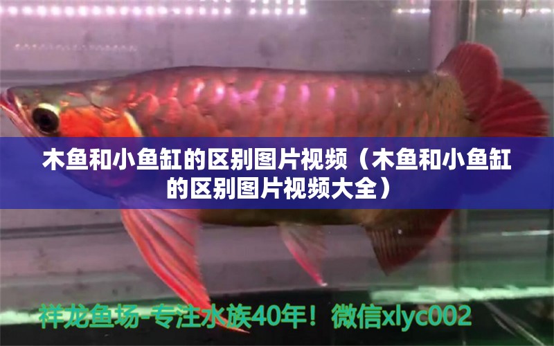 木魚(yú)和小魚(yú)缸的區(qū)別圖片視頻（木魚(yú)和小魚(yú)缸的區(qū)別圖片視頻大全）