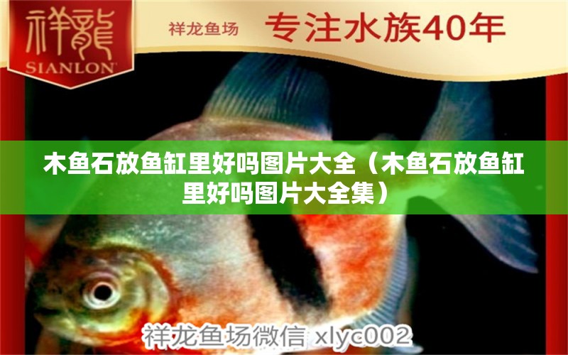 木魚石放魚缸里好嗎圖片大全（木魚石放魚缸里好嗎圖片大全集） 其他品牌魚缸