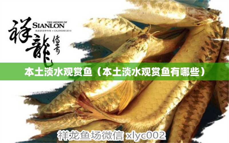 本土淡水觀賞魚（本土淡水觀賞魚有哪些） 祥龍水族醫(yī)院