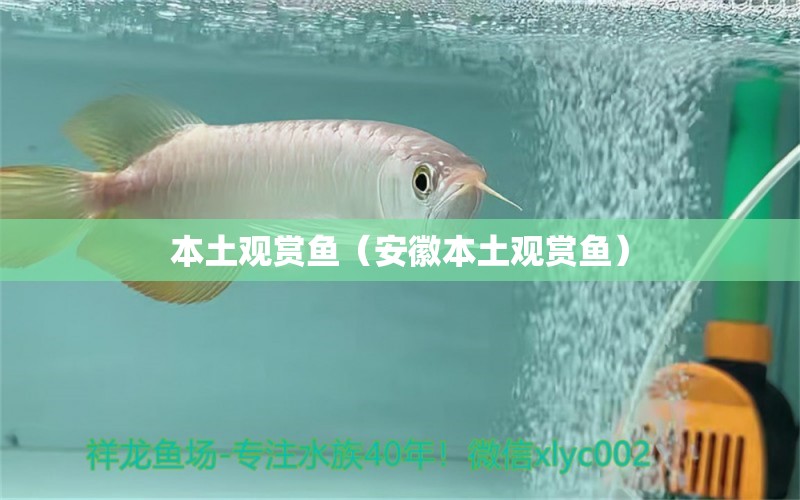 本土觀賞魚（安徽本土觀賞魚）