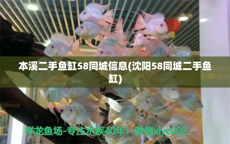 本溪二手魚缸58同城信息(沈陽58同城二手魚缸) 金頭過背金龍魚