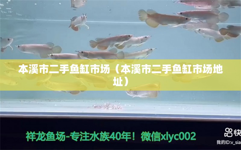 本溪市二手魚缸市場（本溪市二手魚缸市場地址） 其他品牌魚缸