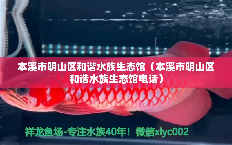 本溪市明山區(qū)和諧水族生態(tài)館（本溪市明山區(qū)和諧水族生態(tài)館電話）