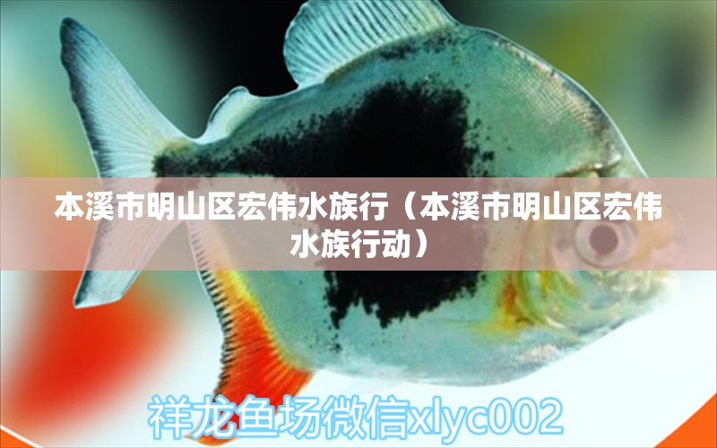 本溪市明山區(qū)宏偉水族行（本溪市明山區(qū)宏偉水族行動）