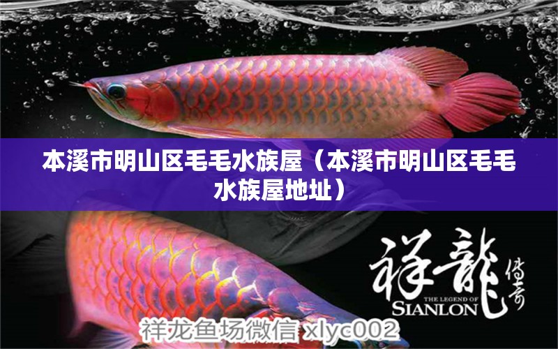 本溪市明山區(qū)毛毛水族屋（本溪市明山區(qū)毛毛水族屋地址）