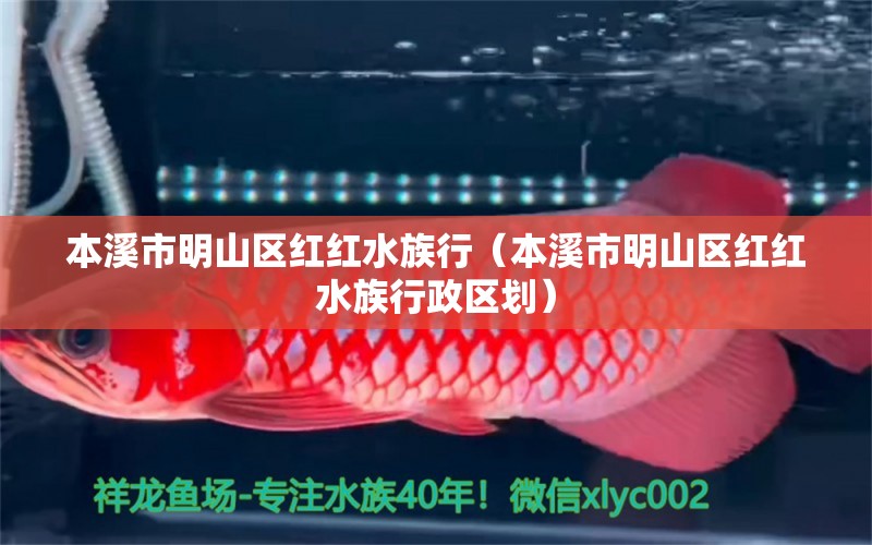 本溪市明山區(qū)紅紅水族行（本溪市明山區(qū)紅紅水族行政區(qū)劃）