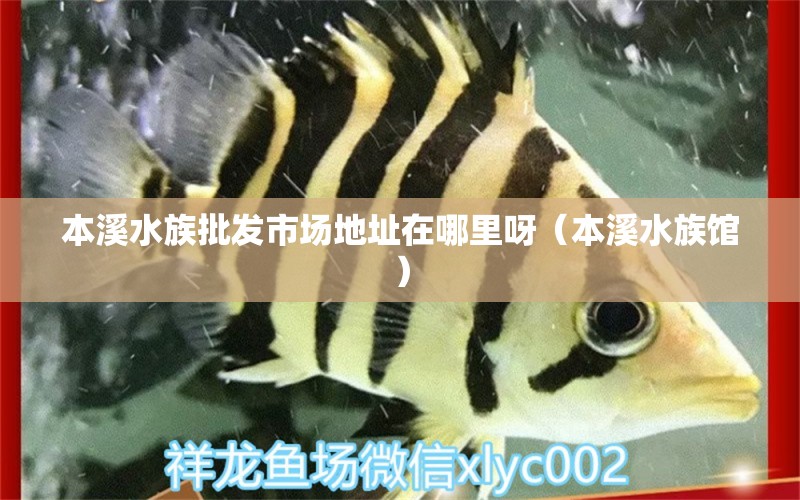 本溪水族批發(fā)市場地址在哪里呀（本溪水族館）