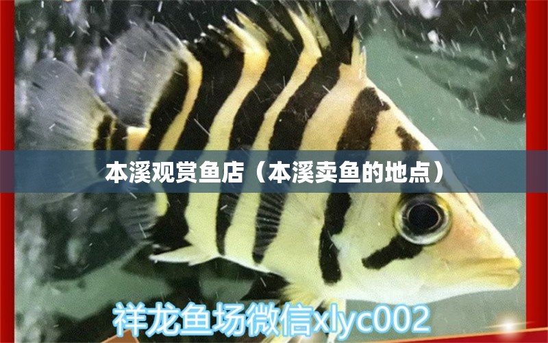 本溪觀賞魚(yú)店（本溪賣魚(yú)的地點(diǎn)） 觀賞魚(yú)市場(chǎng)