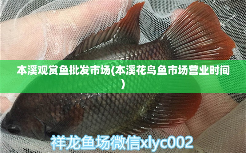 本溪觀賞魚批發(fā)市場(本溪花鳥魚市場營業(yè)時間)