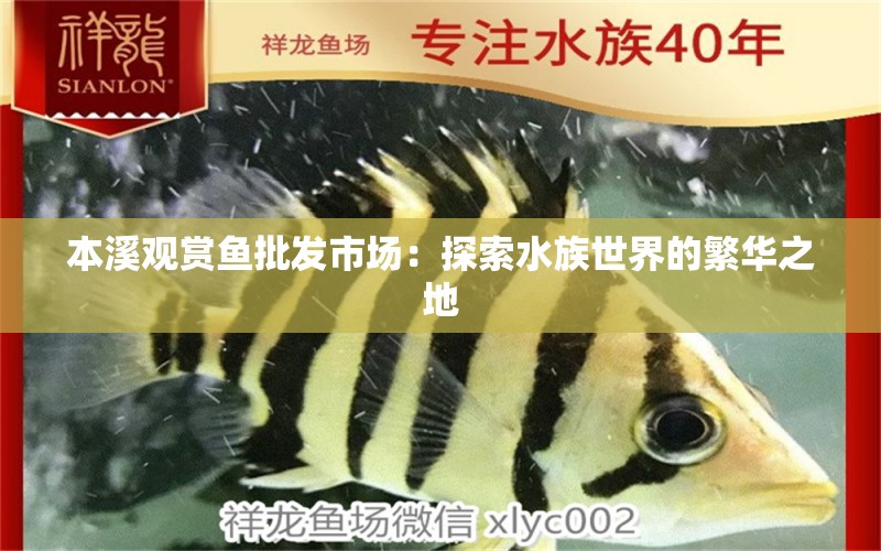 本溪觀賞魚批發(fā)市場：探索水族世界的繁華之地