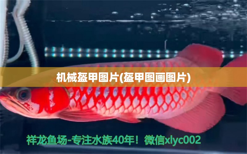 機械盔甲圖片(盔甲圖畫圖片) 泰龐海蓮魚