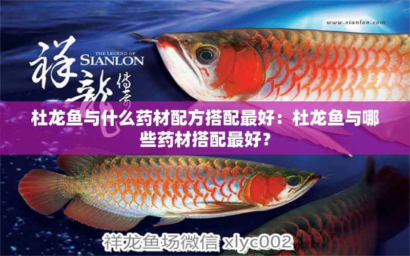 杜龍魚與什么藥材配方搭配最好：杜龍魚與哪些藥材搭配最好？ 水族問答 第2張