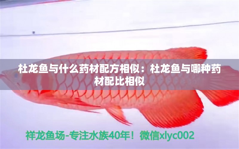 杜龍魚與什么藥材配方相似：杜龍魚與哪種藥材配比相似 水族問答 第2張