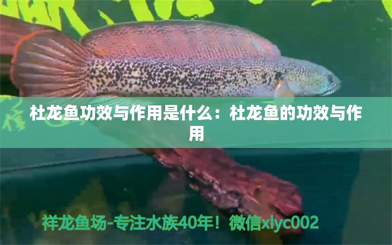 杜龍魚(yú)功效與作用是什么：杜龍魚(yú)的功效與作用 水族問(wèn)答 第1張