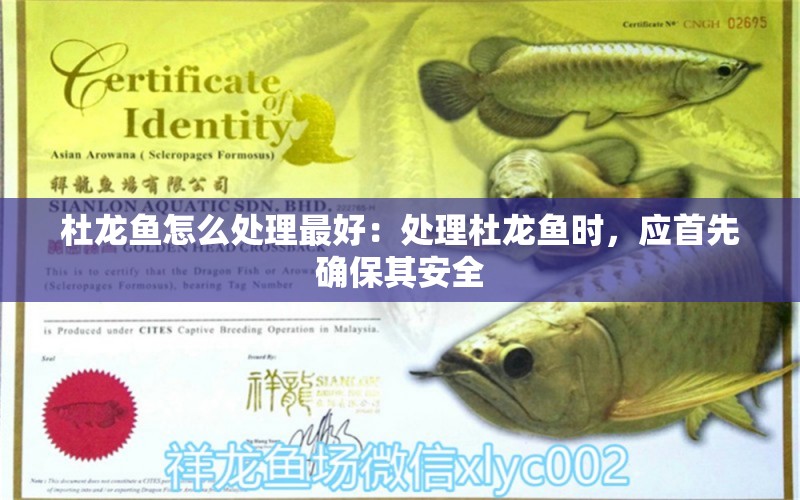 杜龍魚怎么處理最好：處理杜龍魚時，應首先確保其安全 水族問答 第1張