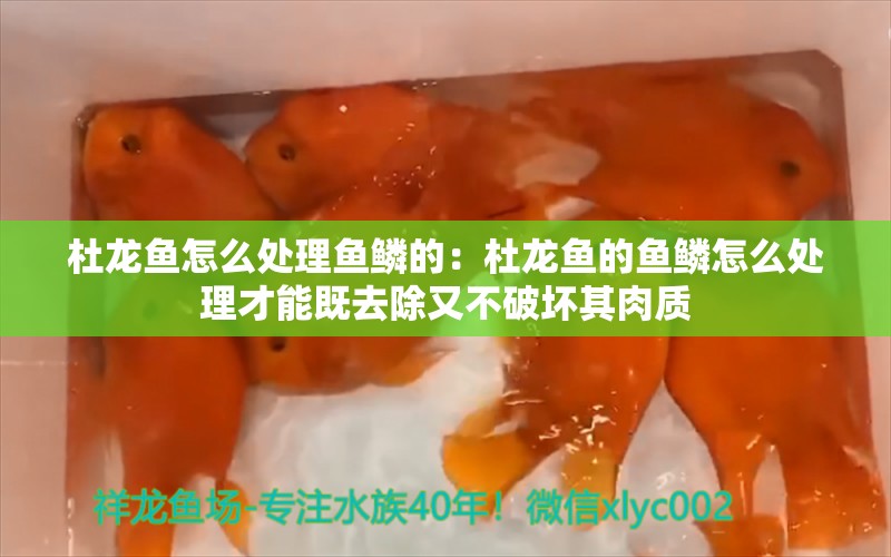 杜龍魚怎么處理魚鱗的：杜龍魚的魚鱗怎么處理才能既去除又不破壞其肉質(zhì) 水族問答 第2張