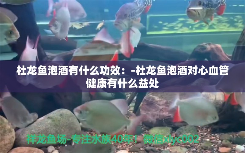 杜龍魚泡酒有什么功效：-杜龍魚泡酒對心血管健康有什么益處 水族問答 第2張