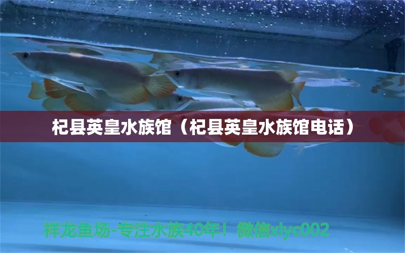 杞縣英皇水族館（杞縣英皇水族館電話）