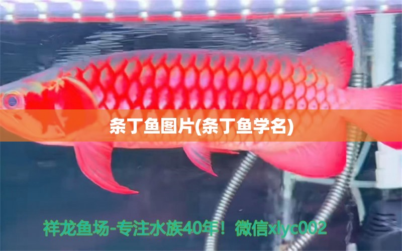 條丁魚圖片(條丁魚學名) 刀魚魚