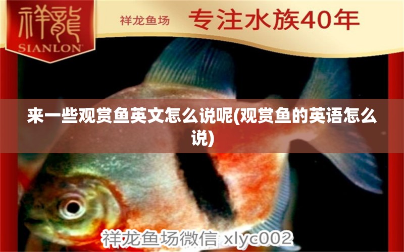 來一些觀賞魚英文怎么說呢(觀賞魚的英語怎么說) 養(yǎng)魚知識(shí)