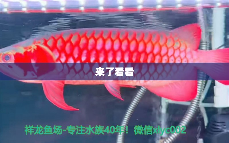 來了看看 月光鴨嘴魚